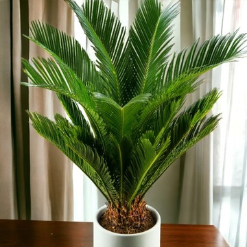 CYKAS Cycas Sagowiec odwinięty 65cm OLBRZYMI Doda egzotyki wnętrzu salonu