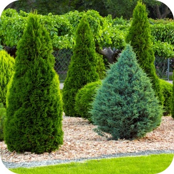 УДОБРЕНИЕ ДЛЯ ХВОЙНЫХ ROSAFERT 25кг NPK 12/12/17 ГРАНУЛЯТЫ ДЛЯ ХВОЙНЫХ TJE THUJE