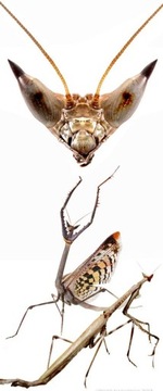 Heterochaeta Orientalm Mantis 17-18 см кошачий глаз