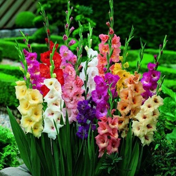 Gladiolus Mieczyk Mieszanka Mix 50 szt. 10/12