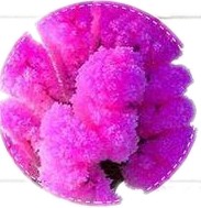 ПРЕМИУМ Magical Grow Kit Вырастите ВОЛШЕБНОЕ дерево счастья самостоятельно