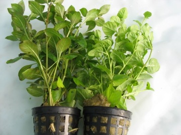 == 6== шт КОРЗИНКИ Аквариумные растения для аквариума имеют этикетки с названиями.