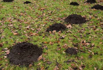 ЯД КРОТОВ ПОЛЕВКИ ТАБЛЕТКИ СИЛЬНЫЙ ЯД АРВАЛИН ФОС 300Г