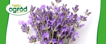 УДОБРЕНИЕ ДЛЯ ЦВЕТОК ЦВЕТУЩИХ РАСТЕНИЙ 100Г