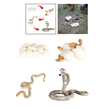 Модель роста Дошкольная биология