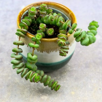 Crassula Marnieriana GRUBOSZ kolumnowy D6cm