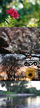 vivitar series 1, 85 мм 1:1,4 асферический, резкое боке лучше, чем у Samyang