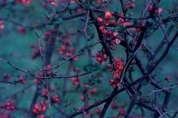 Фуджифильм Этерна 400 36эксп.