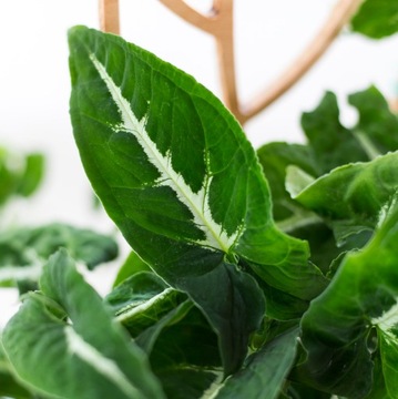 Syngonium WENDLANDII zroślicha rozmiar M