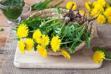 Mniszek lekarski korzeń mielony 500 g certyfikat