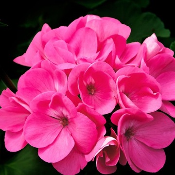 Yodeyma ROOT Eau de Parfum 50ml EDP