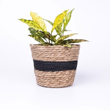 Набор чехлов из водорослей ЧЕРНЫЙ, 3 шт.