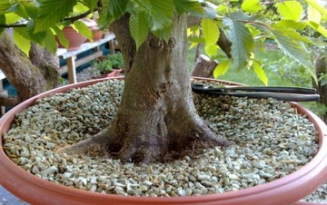 ZEOLIT TERRA ZEO 1 KG DODATEK DODATEK DO PODŁOŻA BONSAI 2,5-5 MM