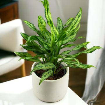 Aglaonema 'Romeo' unikatowa DØ14cm łatwa w uprawie idealna do biura