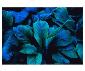 Fototapeta 312x219cm liście Spathiphyllum