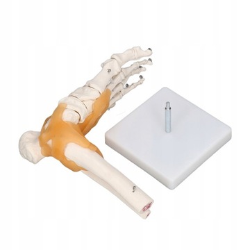 Ludzki model stopy Anatomiczne kości szkieletu