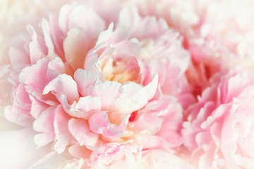 Fototapeta PEONIE PIWONIE KWIATY P05 588x260