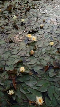 Красивая кувшинка Nymphaea PYGMAEA HELVOLA Миниатюра для пруда