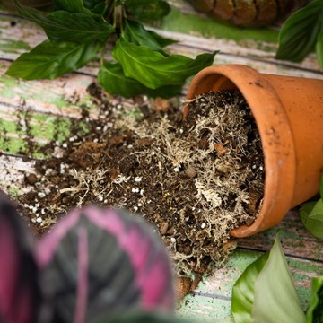 MIX Soil Calathea Maranta Philodendron - Субстрат - Лесной вред для растений