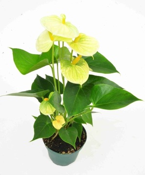 Anturium Wanilia anthurium Waniliowe P12