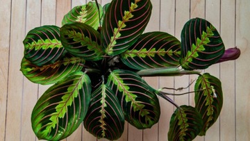 Субстрат для маранты, Калатея 1л бигос, грунт