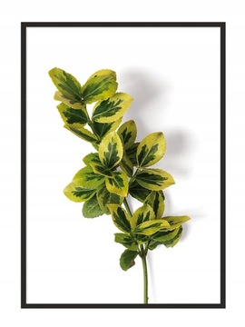 OBRAZ PLAKAT W RAMIE 33x43 cm Liście P877
