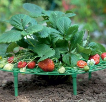 ЛЕСТНИЦА КЛУБНИКА ОПОРА КЛУБНИКА КУСТ РАМА