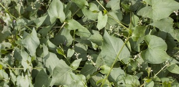 ROUNDUP RANDAP BAYER 1L + AGROSAR 1L CIECH NA CHWASTY na bazie glifosatu