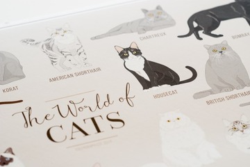 Плакат Породы кошек - Мир кошек