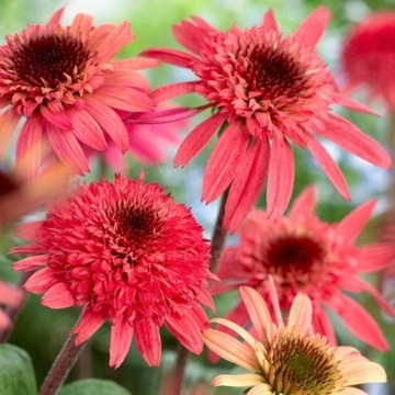 Jeżówka Raspberry Truffle pomponowa średniowysoka Echinacea