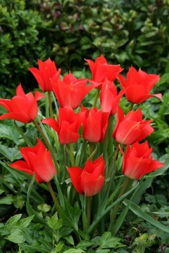 Tulipan Botaniczny LINIFOLIA 5 szt cebulki / 152