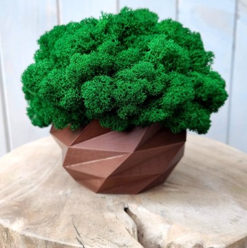 Doniczka z mchem chrobotkiem MECH CHROBOTEK w doniczce brązowa druk 3d