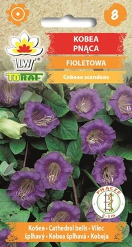 KOBEA PNĄCA FIOLETOWA TORAF