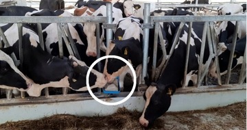 Мульти Лизаль солонец, микроэлементы, Овцы, Коровы