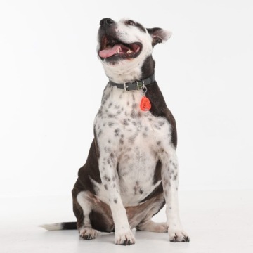 БЕЗЩЕТКА ЗАЩИТА ОТ КЛЕЩЕЙ И БЛОХ ДЛЯ СОБАК DOG PET ORANGE