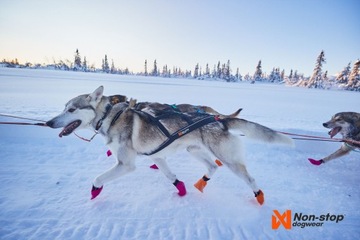 Шлейка для собак Non-stop Nansen Home 7.5