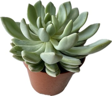 БОЛЬШОЕ СУККУЛЕНТНОЕ ЖИВОЕ РАСТЕНИЕ ДЛЯ ЛЕСА В СТЕКЛЯННОЙ БАНКЕ РАЗНЫХ ВИДОВ 15 см