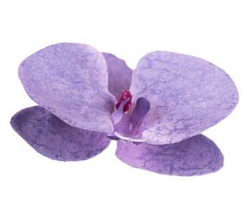 Storczyk orchidea główka kwiatowa wyrobowa