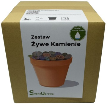 wzorowy prezent na Dzień Taty Żywe Kamienie 03