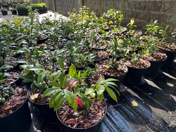 Trzmielina Oskrzydlona COMPACTUS Euonymus alatus płonący krzew doniczka 2L