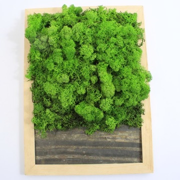 Żywy Obraz z Mchu Chrobotek i Drewna 33x24cm DY148