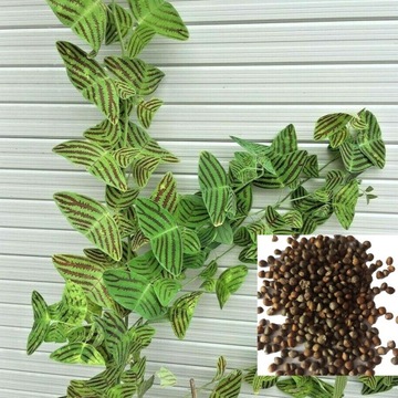 100Pcs/Bag Christia Obcordata Seeds Water Needed Full of