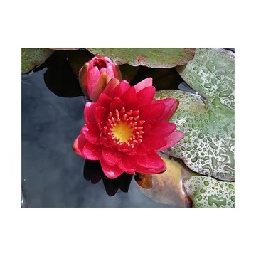 Miniaturowa Lilia wodna Nymphaea Pygmaea Rubra idealna do stawu i oczka