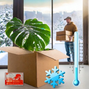 Хедера плющ Идеален для ЛЕС В БАНКЕ