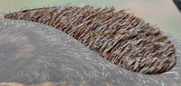 КНИГА КНИГА КРИВОТЕНИЕ ДИКОГО ЖИВОТНОГО