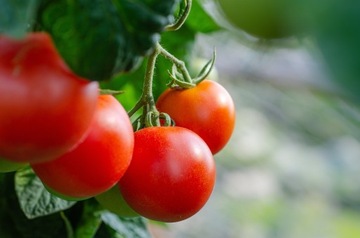 Органическое БИО УДОБРЕНИЕ ДЛЯ ТОМАТОВ ДЕЙСТВИЯ 5 МЕСЯЦЕВ