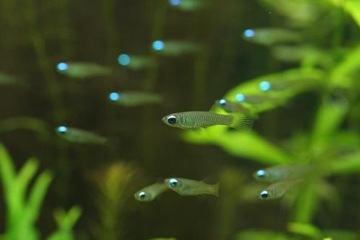Сияющая норманна aplocheilichthys normani