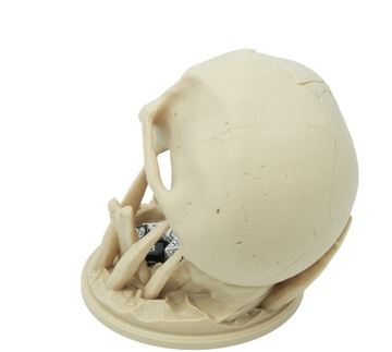 Башня для игры в кости с черепом «Поцелуй пустыни»