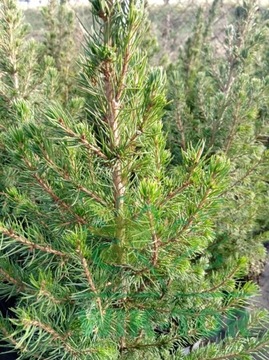 Świerk Conica December Picea glauca miniaturka