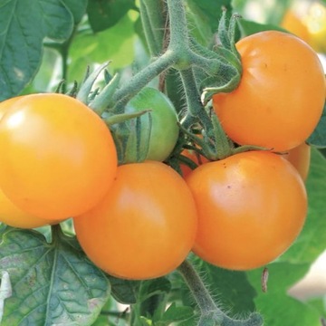 Pomidor 'Goldene Königin' - Pomarańczowy - Kiepenk